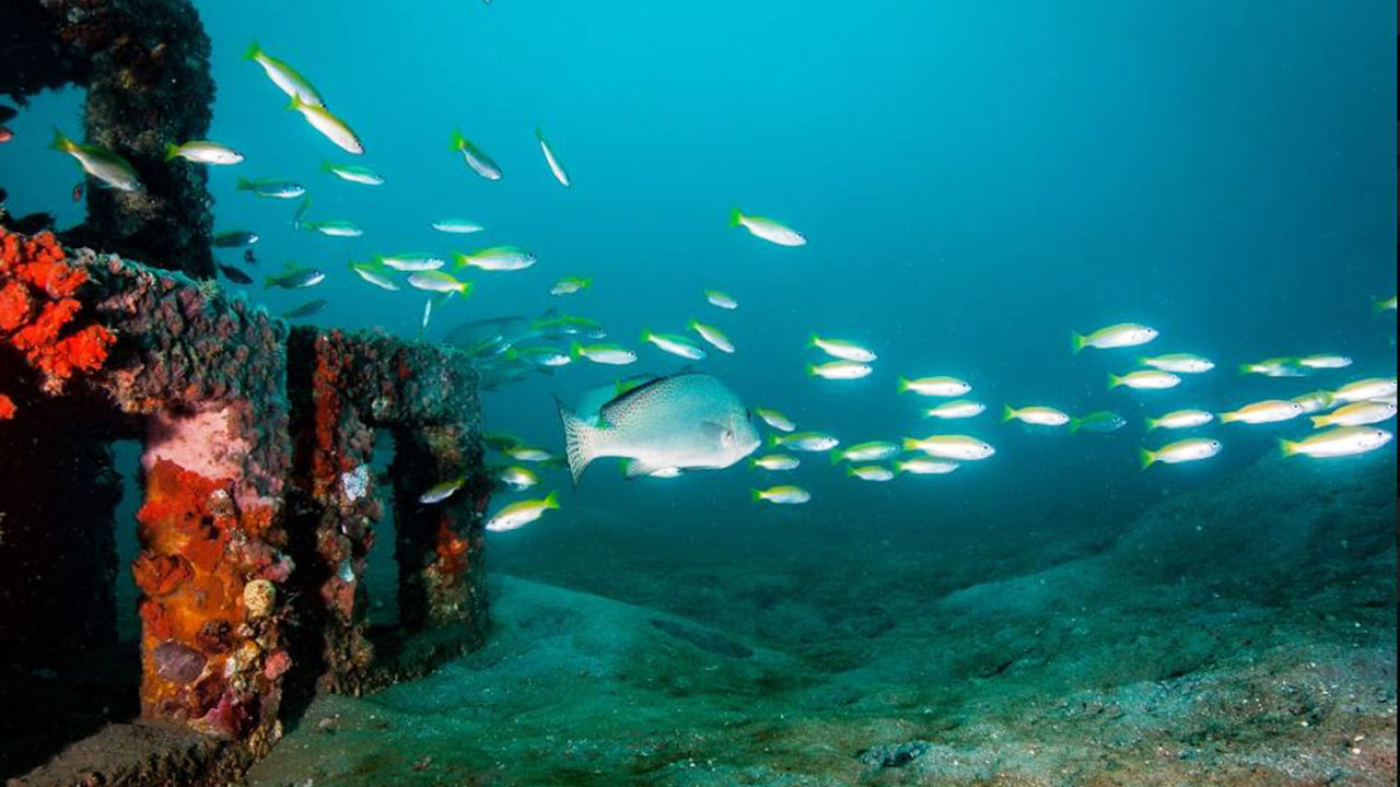 JGSPGs Artificial Reef Project Continues to Attract Marine Life